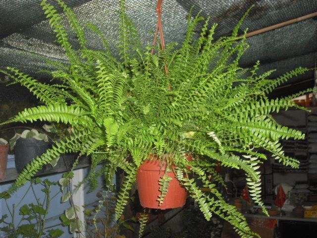 ask merdiveni.JPG-3c.jpg